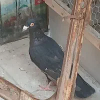 زاغ آلمانی گم شده