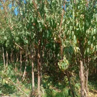 نهال،درخت هلو پر ثمر در نهالستان،گلخانه|خدمات باغبانی و درختکاری|مشهد, سیس‌آباد|دیوار