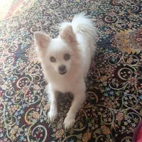 سگ پامرین فانتزی