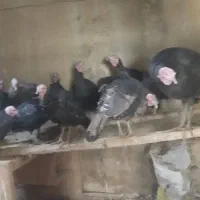 بوقلمون محلی صددر صد ارگانیک|حیوانات مزرعه|مهاباد (آذربایجان غربی), |دیوار