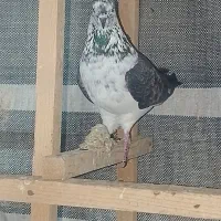 کبوتر|حیوانات|سنگر, |دیوار