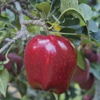 فروش نهال سیب رددلیشز رویال نهال|خدمات باغبانی و درختکاری|میانه, |دیوار