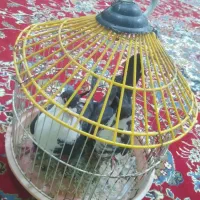۱۸۰۰۰۰۰۰|حیوانات مزرعه|میرجاوه, |دیوار