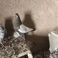 کبوتر رنگی