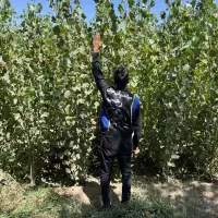 تولیدکبوده ۱ الی ۱ نیم متری