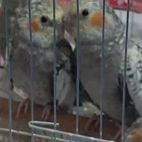 عروس هلندی جوجه 2 الی 3 ماهه دونخور|پرنده|اصفهان, پوریای ولی|دیوار