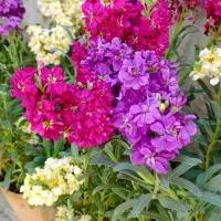 گل شب بو فقط و فقط ۵۰ تومان