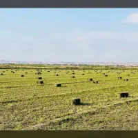 یونجه پرس خشک تازه خوزستان|لوازم جانبی حیوانات|اصفهان, سرچشمه|دیوار