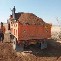 کود گاوی گوسفندی