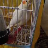 عروس هلندی لوتینو|پرنده|تربتحیدریه, هاشمینژاد|دیوار