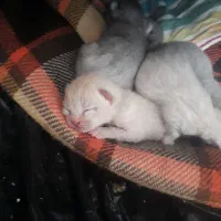 واگذاری اسکاتیش