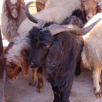 بز نر|حیوانات مزرعه|ایلام, |دیوار