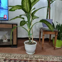 فروش گلدان دیفن