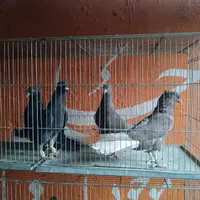 طوقی درجه یک|پرنده|کنگاور, |دیوار