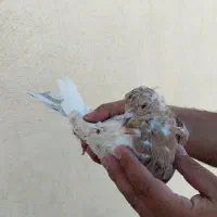 کبوتر پرشی|پرنده|سراب, |دیوار