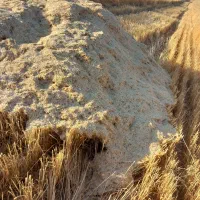گاه گندم تمیز 13 باک