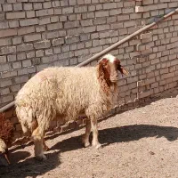 گوسفند بره میش