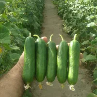 بذر خیار گلخانه ای ،بذر گوجه ،بذر فلفل ، تخم یونجه|گل و گیاه طبیعی|اصفهان, احمدآباد|دیوار