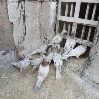 کبوترسرورماده