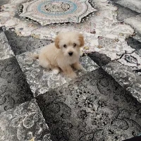 سگ مالتی پو سه ماهه|سگ|پاکدشت, پاکدشت (مامازند)|دیوار