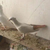 ۱۴ تا دم زرد دم سرخ کلاهی دم قفل