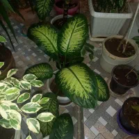 فروش گلهای دیفن|گل و گیاه طبیعی|فارسان, |دیوار