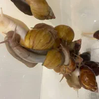 حلزون آچاتینا آلبینو و آچاتینا گوشت مشکی