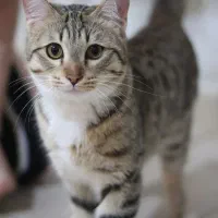 گربه خاص و جذاب