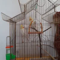 عروس هلندی