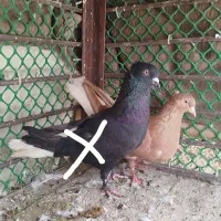 کبوتر زرد دم سفید