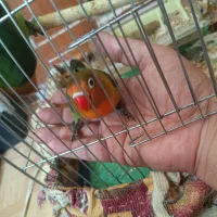 جوجه کوتوله