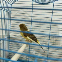 فروش یک پرنده قناری ابلغ