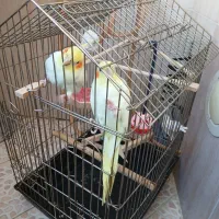 پرنده|پرنده|بومهن, |دیوار