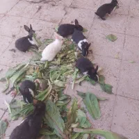 فروش خرگوش