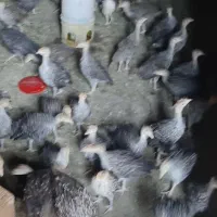 ۶۰عددبوقلون