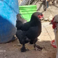 مرغ وخروس برهما