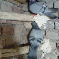 نرماده جفگاه