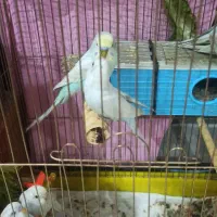 مرغ عشق دونه ای 150|پرنده|مشهد, میعاد (شهرک غرب)|دیوار