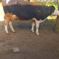 گاو سیمنتال اصیل شکم دوم ۵ ماه آبستن ۱۴ کیلو شیر