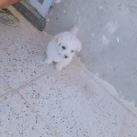 سگ پاکوتا|سگ|کبودرآهنگ, |دیوار