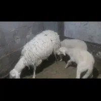 میش و بره لاکن