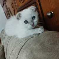 گربه اسکاتیش