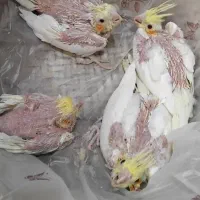 عروس هلندی|پرنده|ری, علایین|دیوار