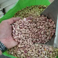 لوبیا چیتی زنجان|خوردنی و آشامیدنی|تهران, انبار نفت|دیوار