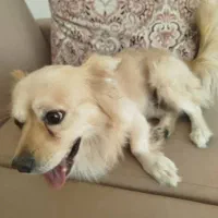 سگ بامر روباهی بافهم|سگ|بوشهر, |دیوار