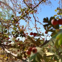 جوانم جویای کار