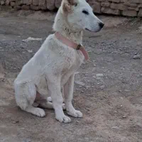 سگ نگهبان|سگ|قوچان, |دیوار