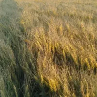 بذر گندم فلکسا تناژ بالا|گل و گیاه طبیعی|الیگودرز, |دیوار