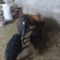 میش بره دار