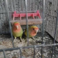 طوطی